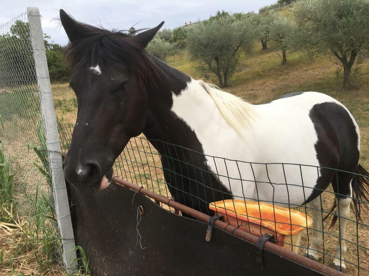 Villetta Aleanto Mentana Luaran gambar